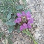 Prunella grandiflora फूल