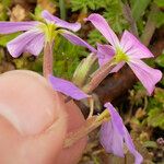 Malcolmia maritima പുഷ്പം