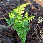 Asplenium onopteris Habitus