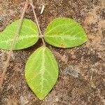 Rhynchosia usambarensis Hoja