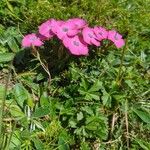 Dianthus pavonius Hàbitat