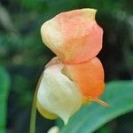 Impatiens auricoma Blomst