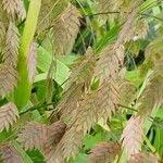 Chasmanthium latifolium Blüte