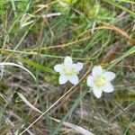 Parnassia palustrisÇiçek