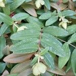 Hypericum calycinum Leaf