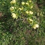 Helleborus viridis Blüte
