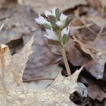 Obolaria virginica Fiore