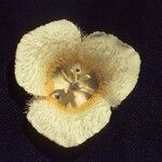 Calochortus subalpinus Flor
