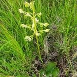 Habenaria helicoplectrum Habitus