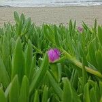 Carpobrotus acinaciformis Blad