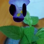 Torenia fournieri Flower