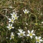 Arenaria grandiflora Floare