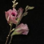 Erioxylum palmeri Flower