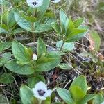 Cornus suecica Hábitos