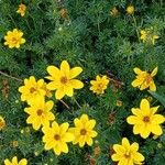 Bidens ferulifolia عادت داشتن