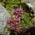 Sempervivum montanum ফুল