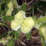 Pectocarya setosa Fruit