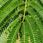 Albizia julibrissinLeaf