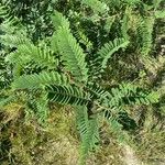 Amorpha fruticosa Folha