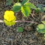 Potentilla simplex Feuille