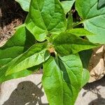 Mirabilis longiflora Leaf