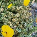 Eschscholzia parishii Flower