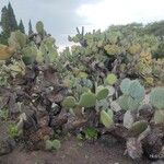 Opuntia leucotricha Blatt