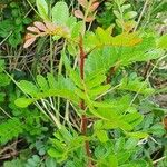 Pistacia aethiopica Leaf