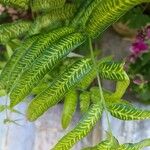 Coniogramme emeiensis Hoja
