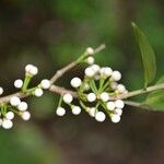 Eugenia stictopetala Fruct