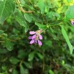 Cuphea racemosa Flower