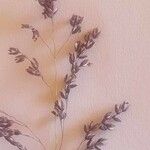 Panicum coloratum 花