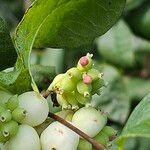 Symphoricarpos albus Blüte