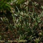 Juncus pygmaeus Habitat