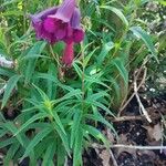 Penstemon barbatus Leaf