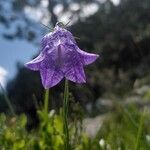 Campanula scheuchzeri Flower