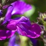 Salvia greggii Outro