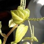 Peperomia pellucida 果實