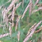 Bromus inermis Flower