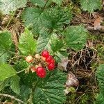 Rubus saxatilis 果