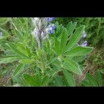 Lupinus nootkatensis Лист