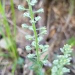 Alyssum alyssoides Плод