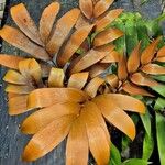 Zamia purpurea Leaf