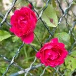 Rosa × damascena Květ