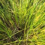Carex vulpinoidea Flor