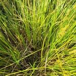 Carex vulpinoidea Flower