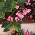 Begonia cucullata Flower