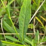 Succisella inflexa 葉