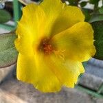 Portulaca umbraticolaFlor