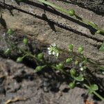 Hornungia procumbens 花